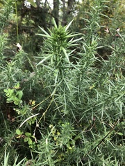 Ulex