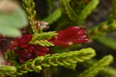 Exobasidium cassiopes