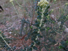 Ozothamnus obcordatus
