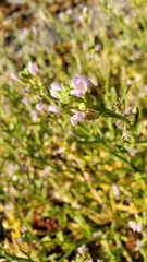 Cakile maritima