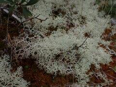 Cladonia arbuscula mitis