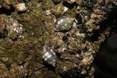 Acanthais brevidentata