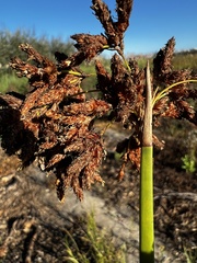 Schoenoplectus californicus