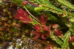 Exobasidium cassiopes