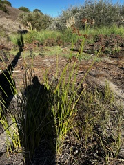 Schoenoplectus californicus