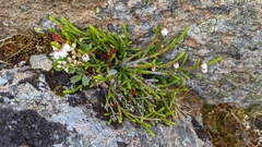 Exobasidium cassiopes