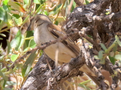 Passer motitensis
