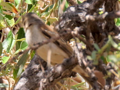 Passer motitensis