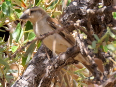 Passer motitensis