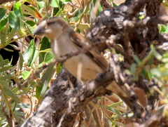 Passer motitensis