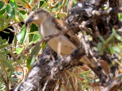 Passer motitensis