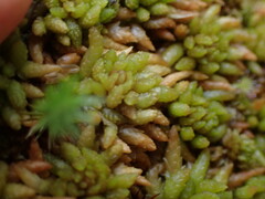 Sphagnum austinii
