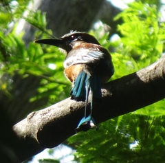 Eumomota superciliosa