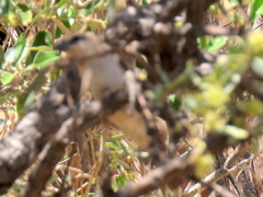 Passer motitensis
