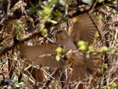 Passer motitensis
