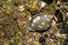 Acanthais brevidentata