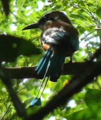 Eumomota superciliosa