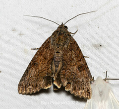 Odontodes
