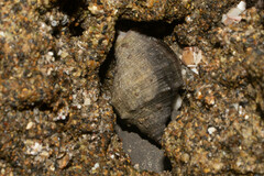 Stramonita biserialis