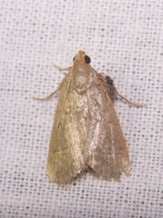 Hypsopygia