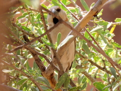 Passer motitensis