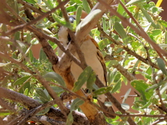 Passer motitensis