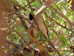 Passer motitensis