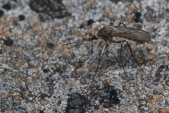 Culicinae