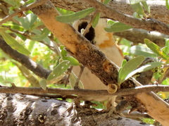 Passer motitensis