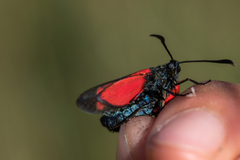 Zygaena