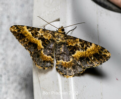 Harutalcis