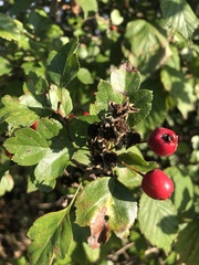 Crataegus laevigata