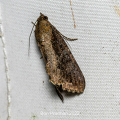 Odontodes