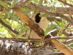 Passer motitensis