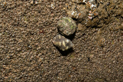Acanthais brevidentata