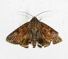 Odontodes