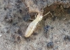 Reticulitermes flavipes