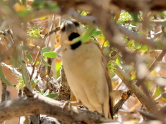 Passer motitensis