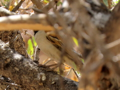 Passer motitensis