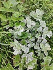 Erysiphe heraclei