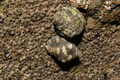 Acanthais brevidentata