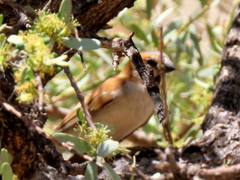 Passer motitensis