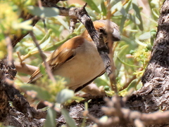 Passer motitensis