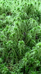Sphagnum riparium