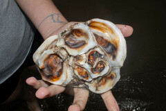 Striostrea prismatica