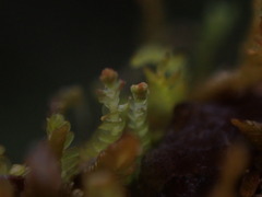 Odontoschisma denudatum