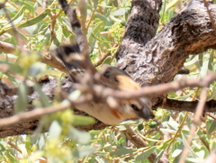Passer motitensis