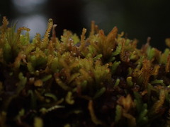 Odontoschisma denudatum