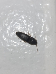 Heteroderes amplicollis