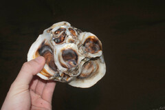 Striostrea prismatica